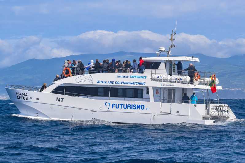 whale watching tours azores